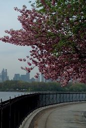 Cherry trees in bloom, NYC.