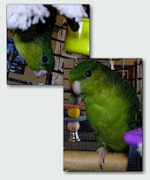 Jazz - much-indulged and somewhat famous lineolated parakeet.